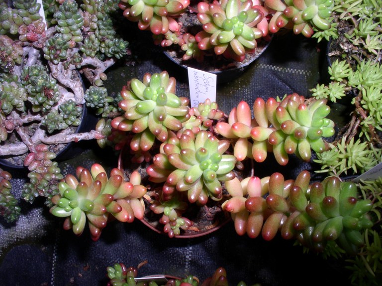 sedum_rubrutinctum.jpg