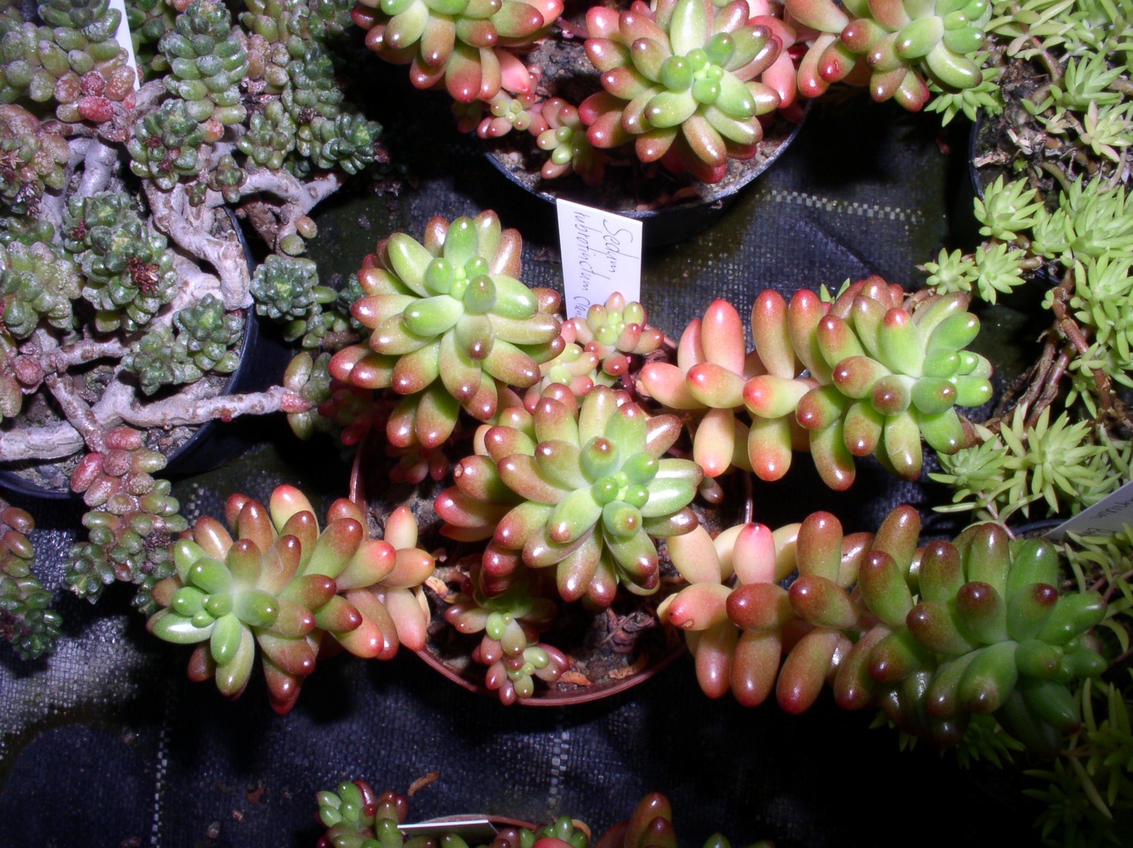 sedum_rubrutinctum.jpg