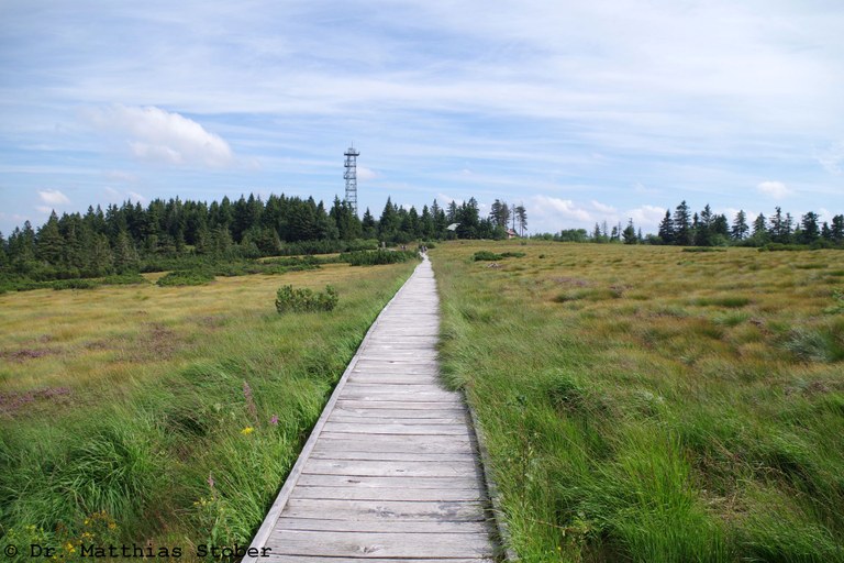 Hochmoor der Hornisgrinde