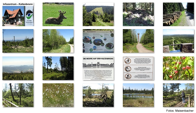 Beispiele Exkursionsfotos: Hochmoor