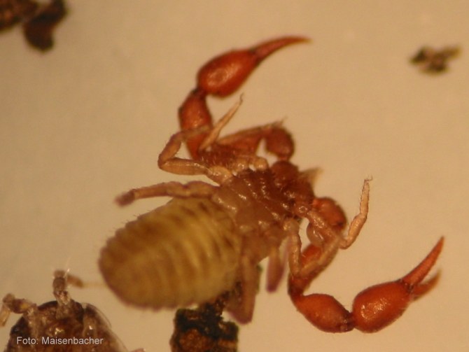 Pseudoskorpion