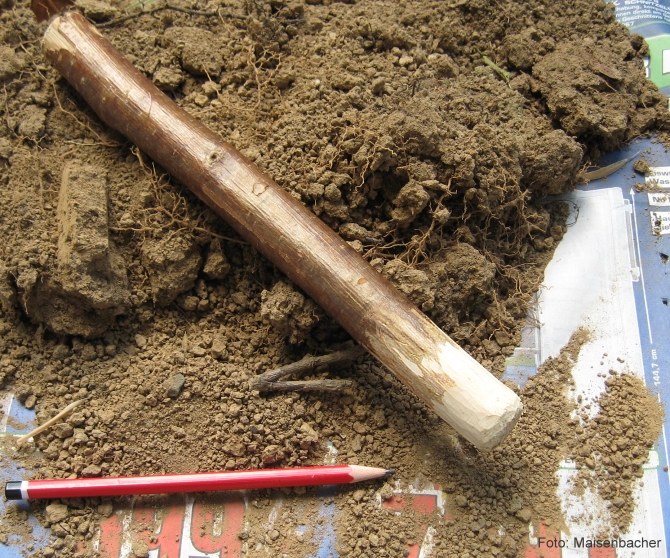 Getrocknete Bodenprobe Getrocknete Bodenprobe