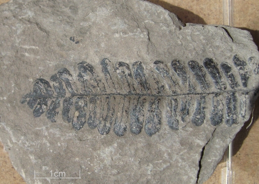 fossil_karbon1.jpg