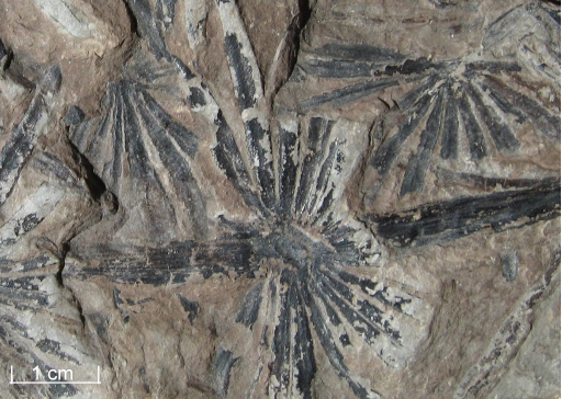 fossil_karbon2.jpg