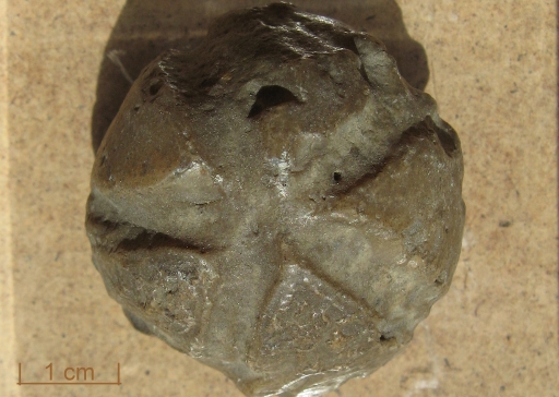 fossil_karbon4.jpg