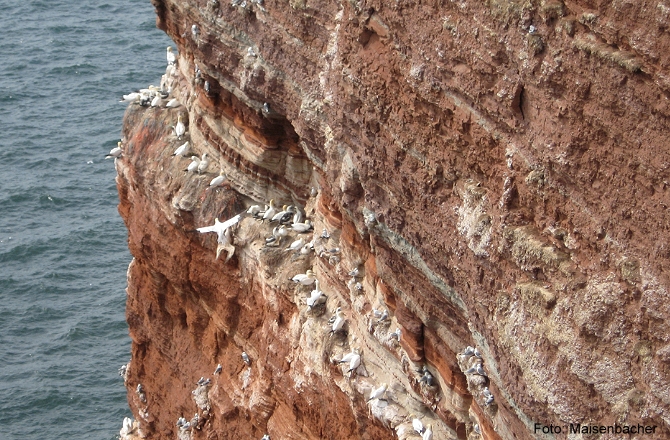 12a_vogelfelsen_helgoland.jpg