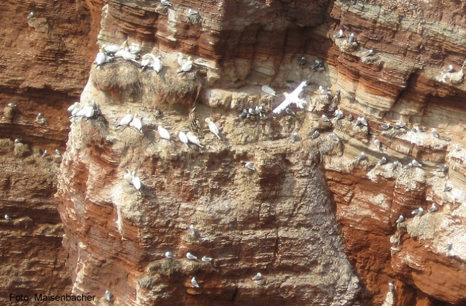 12b_vogelfelsen_helgoland.jpg