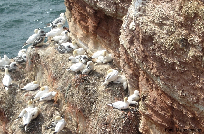 12c_vogelfelsen_helgoland.jpg