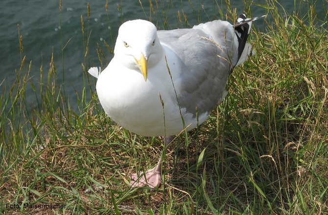 12e_vogelfelsen_moewe.jpg