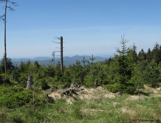 Wald mit Totholz