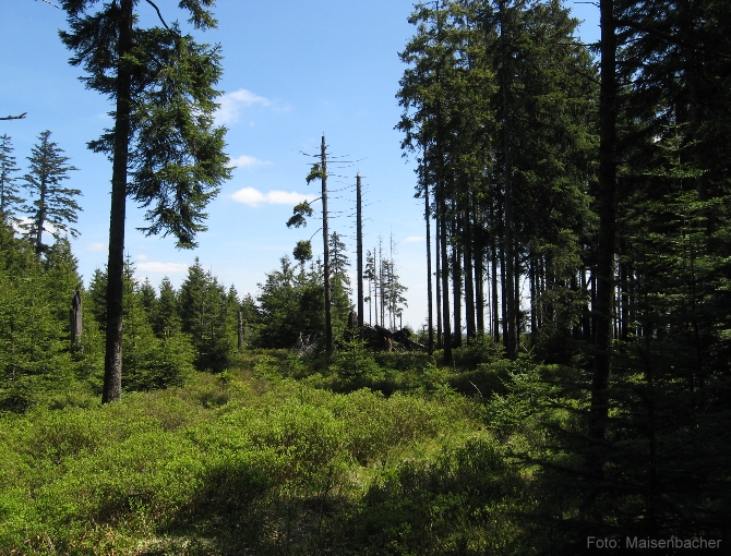 Wald beim Hohlohturm