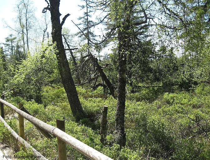 Wald am Hohlohsee