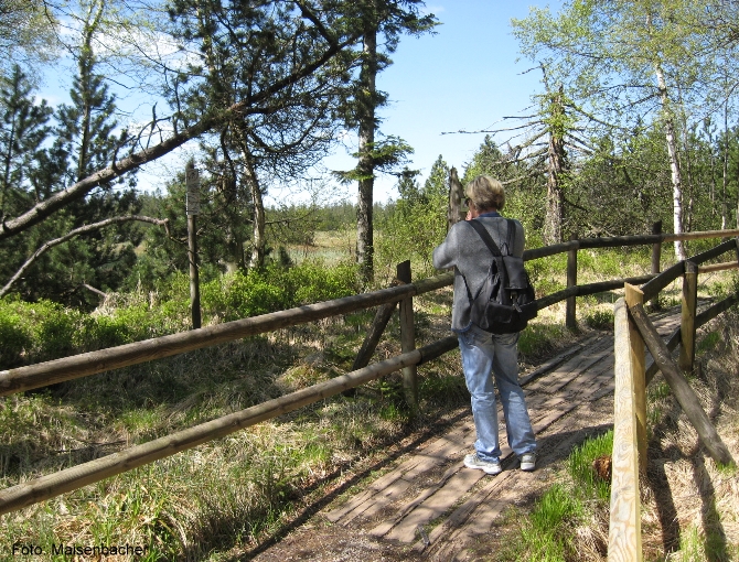 Bohlenweg am Hohlohsee