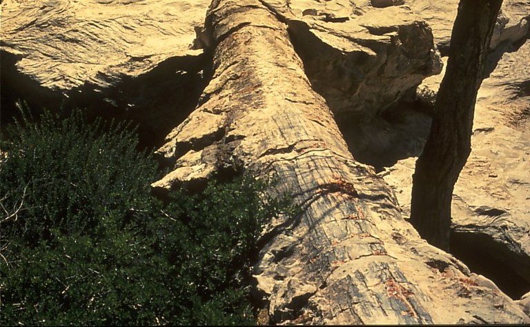 versteinertes Holz