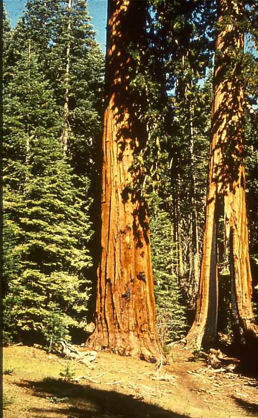 yosemite_sequoia_trees.jpg