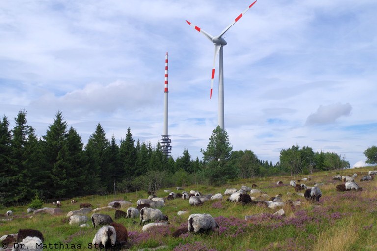 Heidschnucken auf der Hornisgrinde