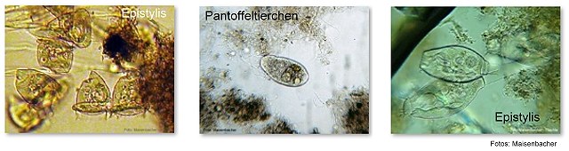 Organismen im Klärbecken