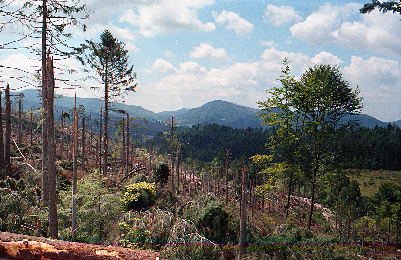 Schwarzwald nach dem Orkan