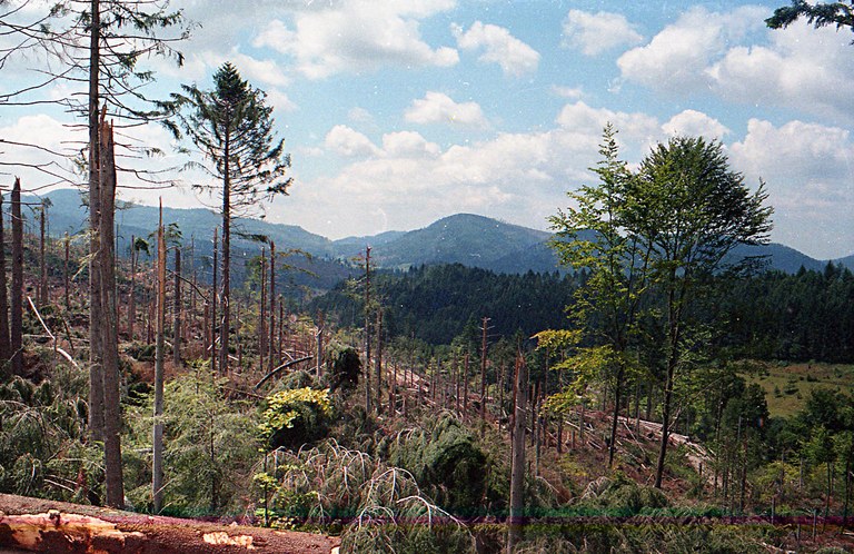 Schwarzwald_nach_dem_Orkan_2.jpg