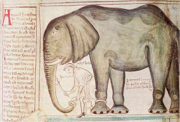 Elefant Ludwigs XII.