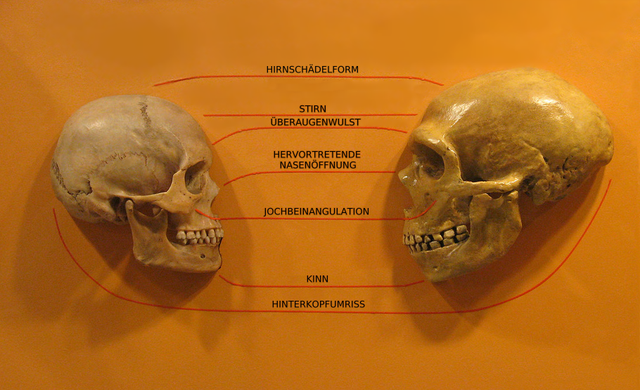 Schädel im Vergleich: Neandertaler und Homo sapiens