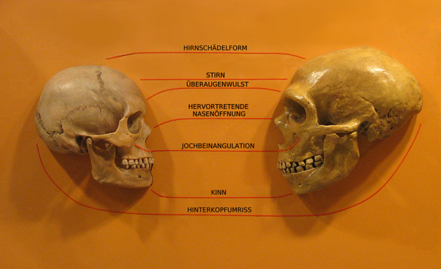 Vergleich Neandertaler homo sapiens