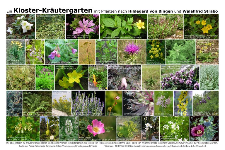 b54 Kloster-Kraeutergarten-Pflanzen.jpg
