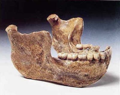 Unterkiefer des Homo Heidelbergensis.jpg