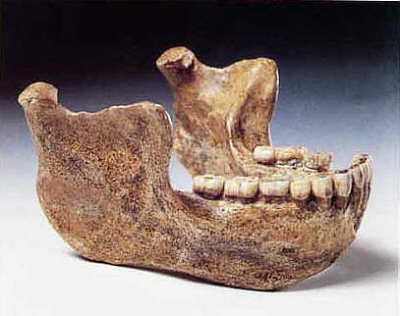 Unterkiefer des Homo Heidelbergensis.jpg