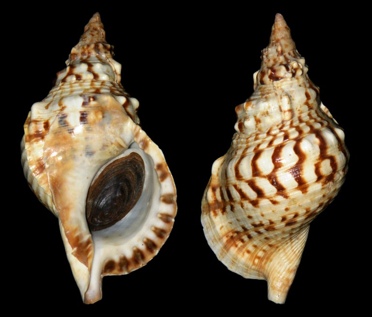 b14 - tritonschnecke.jpg
