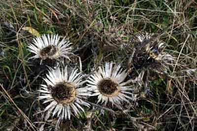 Silberdistel