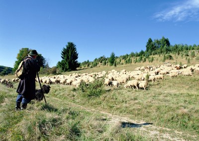 Schäfer mit Herde auf einer Wacholderheide auf der Schwäbischen Alb