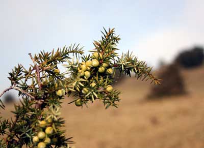 Wacholderzweig mit Wacholderbeeren