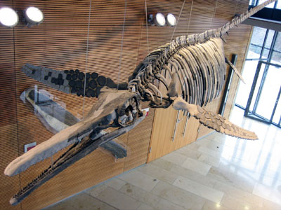 Der Eislinger Schnittzahnsaurier in der Stadthalle Eislingen