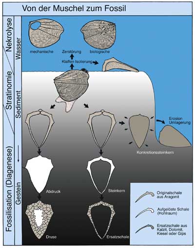 Phasen der Versteinerung
