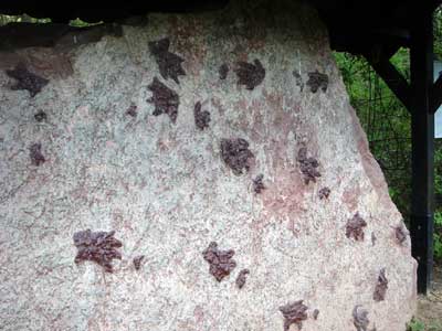 Saurierspuren im Buntsandstein