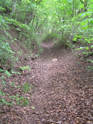 Der Bogenacker-Hohlweg führt auf den Schönbuchspitz