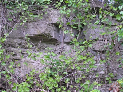 Überreste eines alten Gipsbruchs am Steinbruchweg zwischen Entringen und Breitenholz 