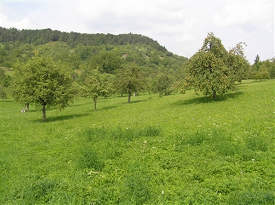 Streuobstwiese am Entringer Pfaffenberg 