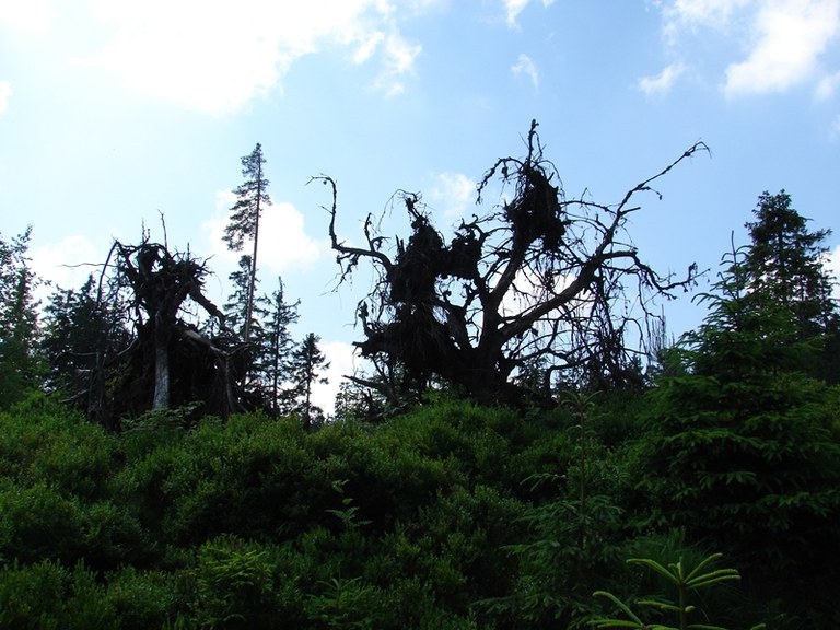 b31.jpg