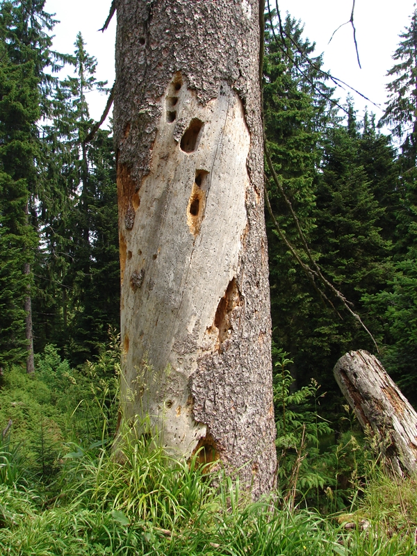 b33.jpg