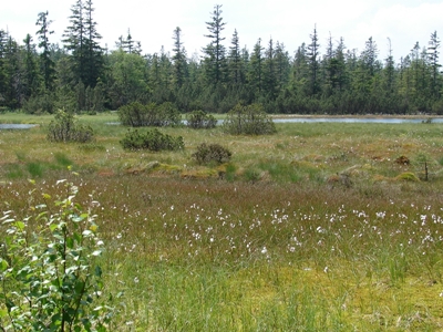 Hohlohsee mit Wollgrasrasen