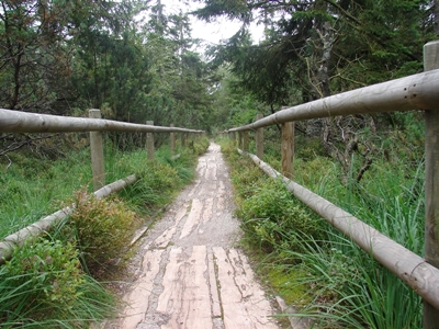 Bohlenwege schützen das Moor