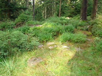 Eintypischer Balzplatz