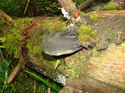 Totholz auf dem Auerhahnsteig