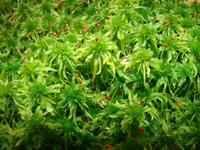 Torfmoos (Sphagnum spec.)