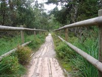 Lebensraum Wald und Hochmoor - Bohlenweg durch das Hochmoor