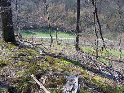 Blick vom äußersten Spornende des Plateaus der Harchenburg 