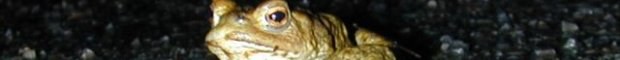 bufo_bufo_3_620.jpg bufo_bufo_3_620.jpg