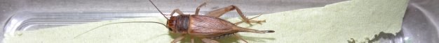 gryllus_assimilis11_60.jpg